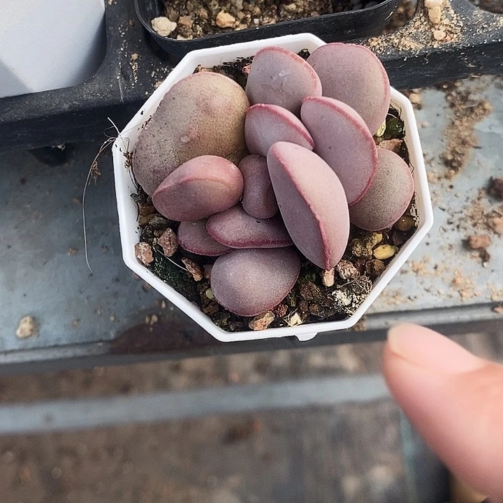 红蛋256889“累了吗