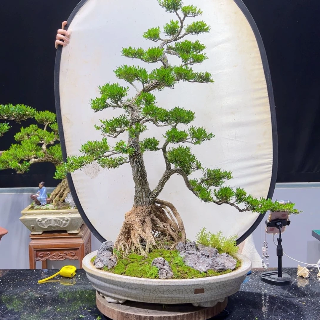 黄杨盆景老桩四季长青