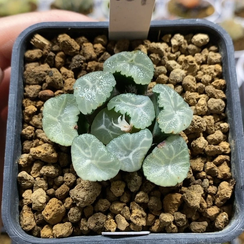 【闪购商品】137秀明万象