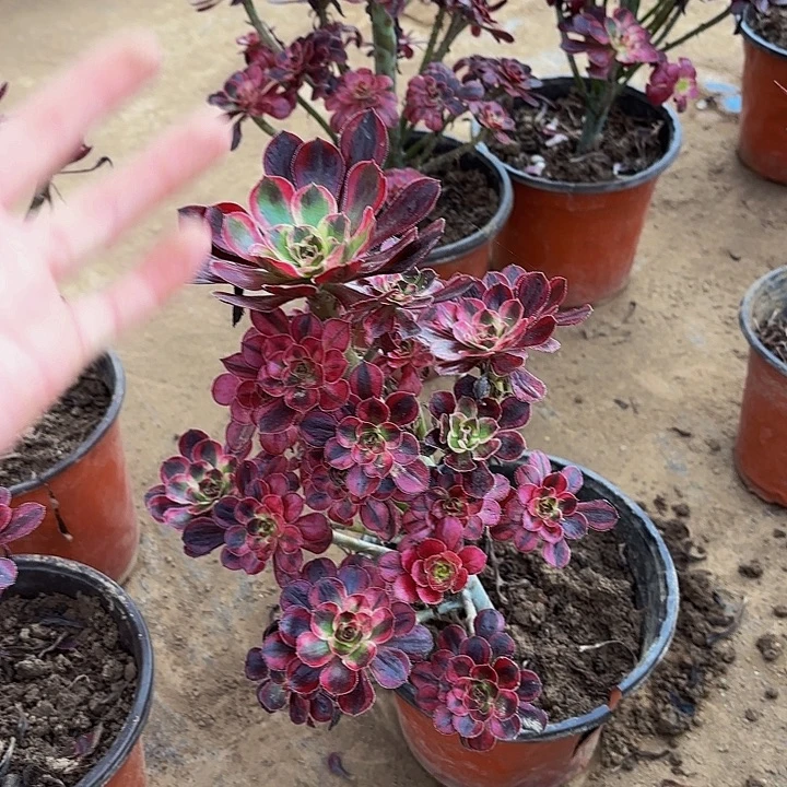 香奈儿树形9.9多肉植物