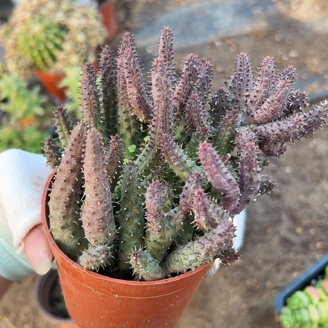 哦呃呃呃呃呃呃呃呃哦哦