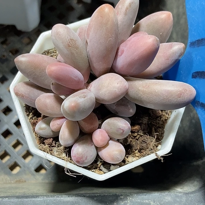 多肉植物红手指949