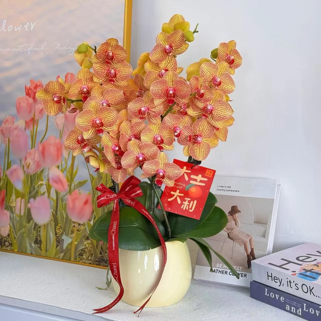 妗画【黄金万两】蝴蝶兰鲜花精致组盆 开花株 室内绿植