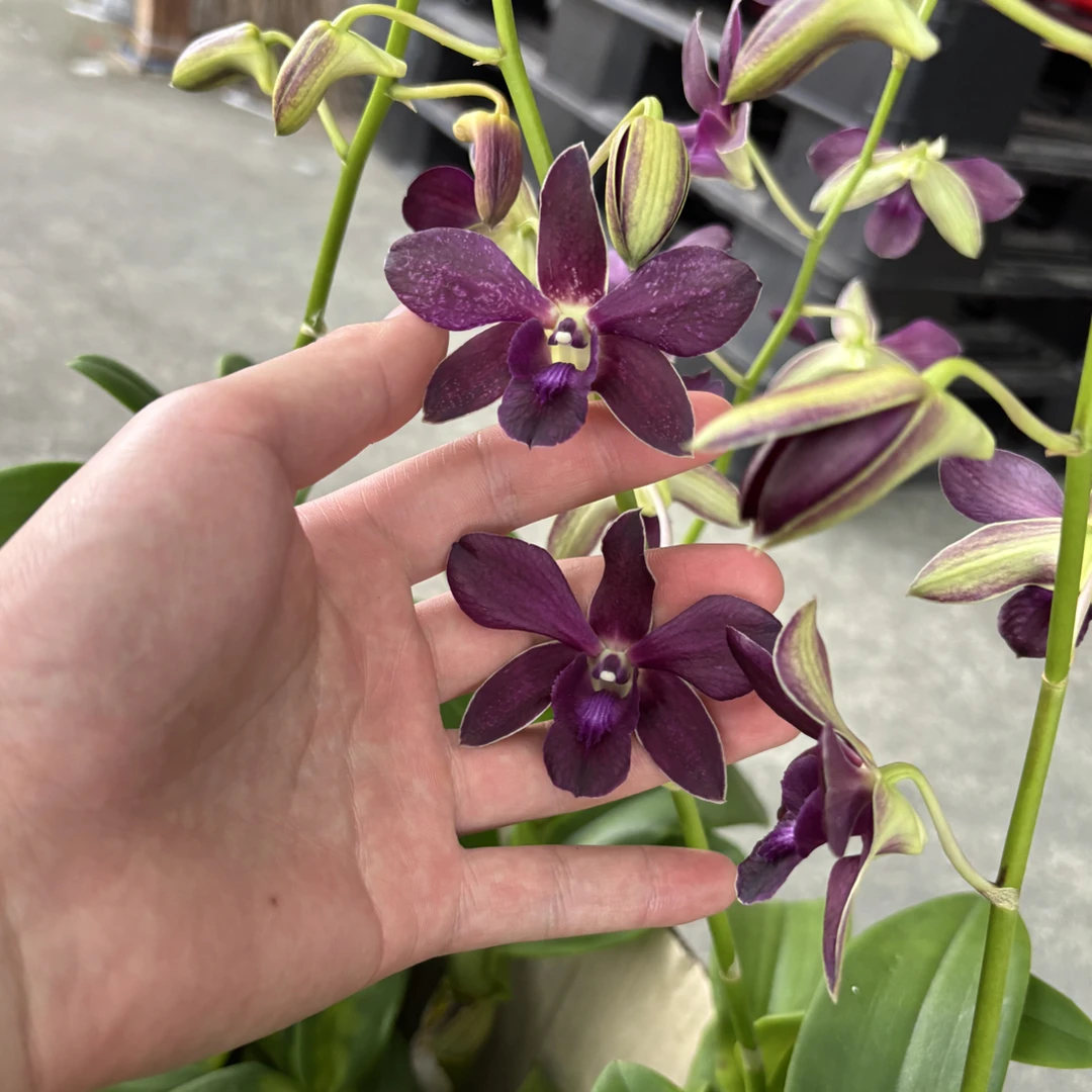 泰秋25年新品玛丽娜泰国进口秋石斛保苗不保花