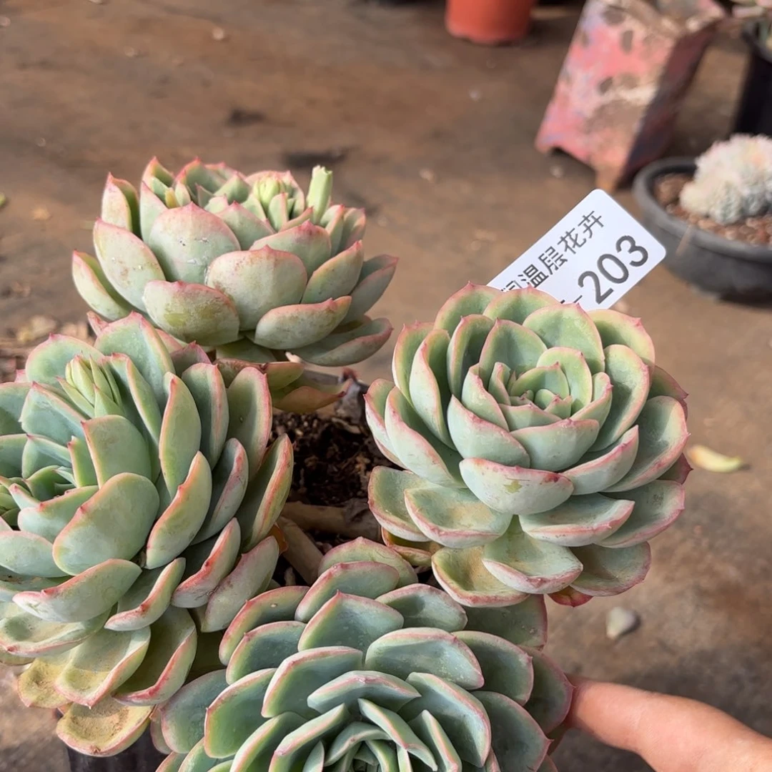 同温层多肉晨露203