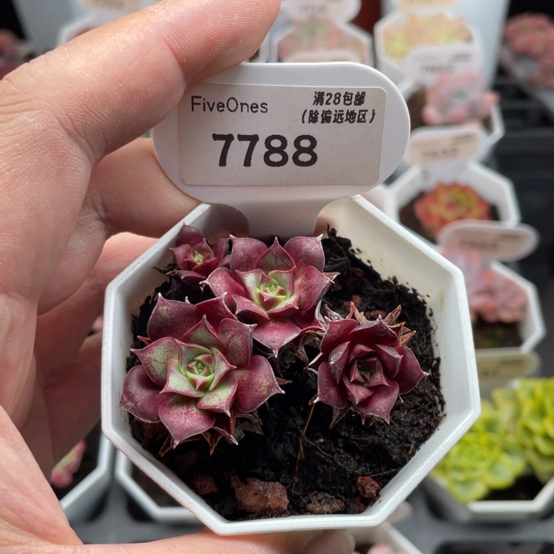 罗西玛7788-5.5厘米