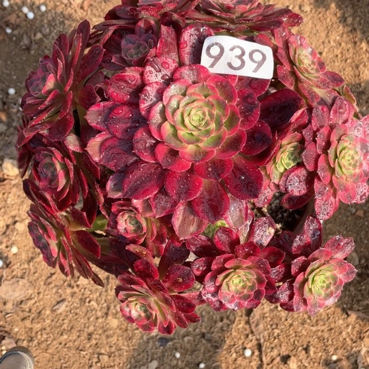 939多肉植物安娜