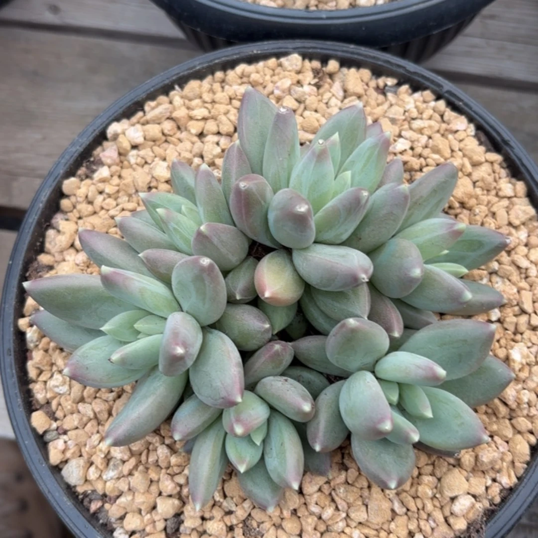 无花朵纱织美人1111