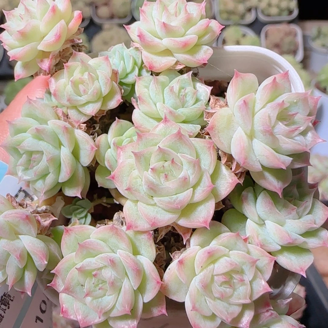 花语逸镜1028-246散