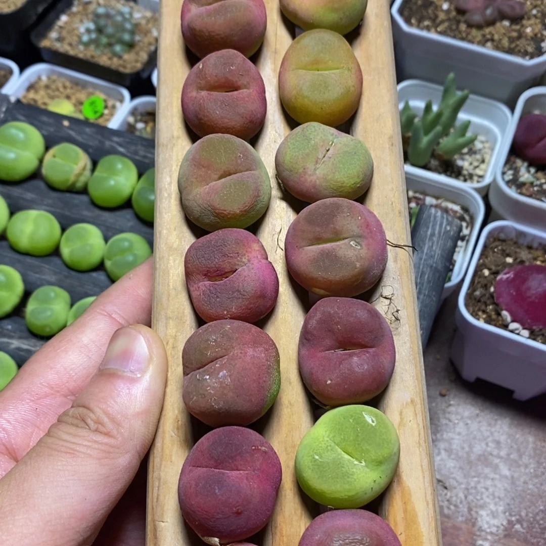 胖*?专拍瑕疵福利多肉905