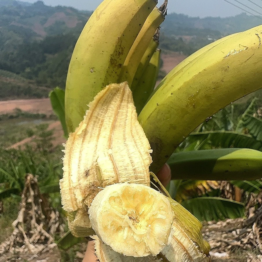 云南高山露天种植 生态丑皮绿香蕉 自然成熟 软糯香甜 应季水果