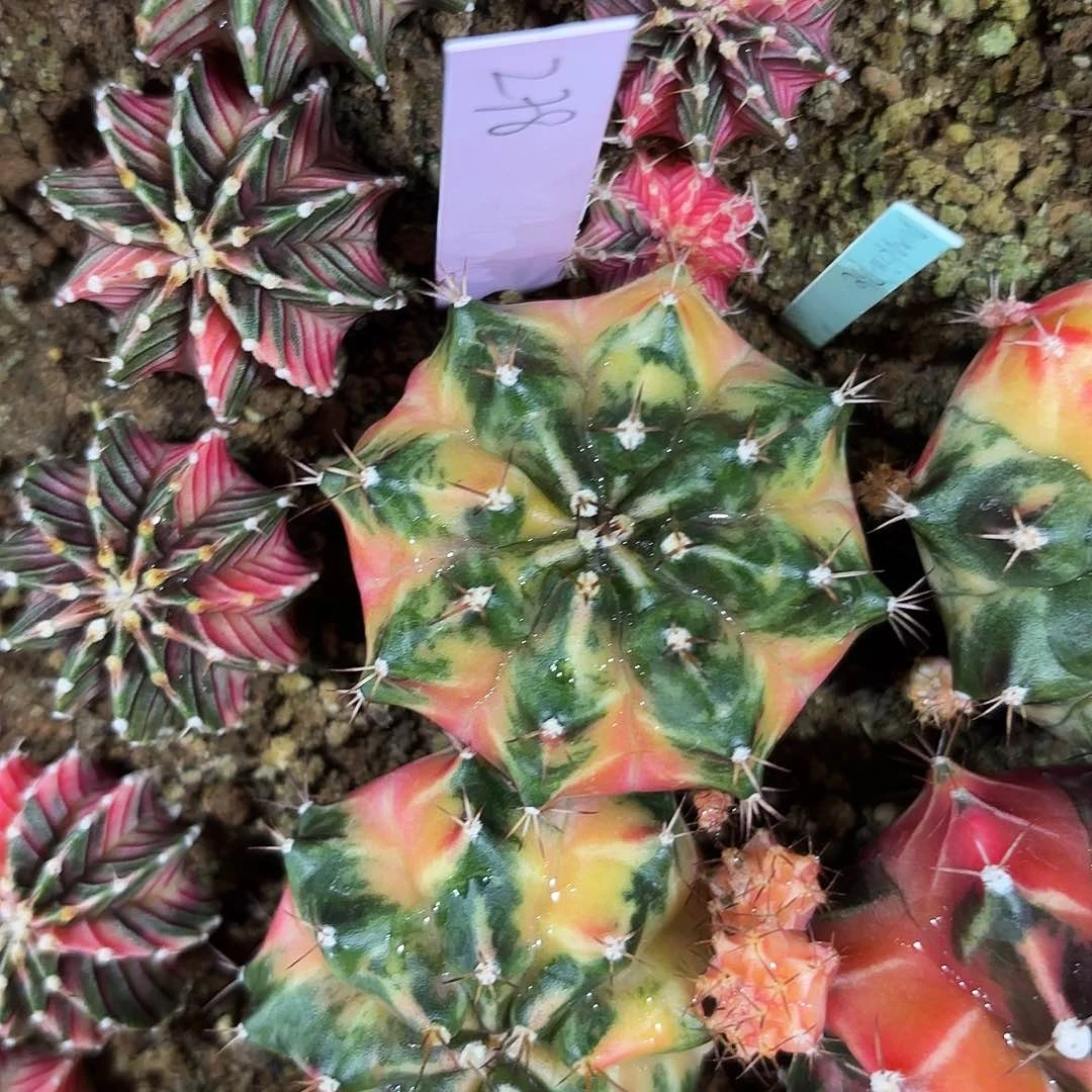 m****…泰国米哈278-0126