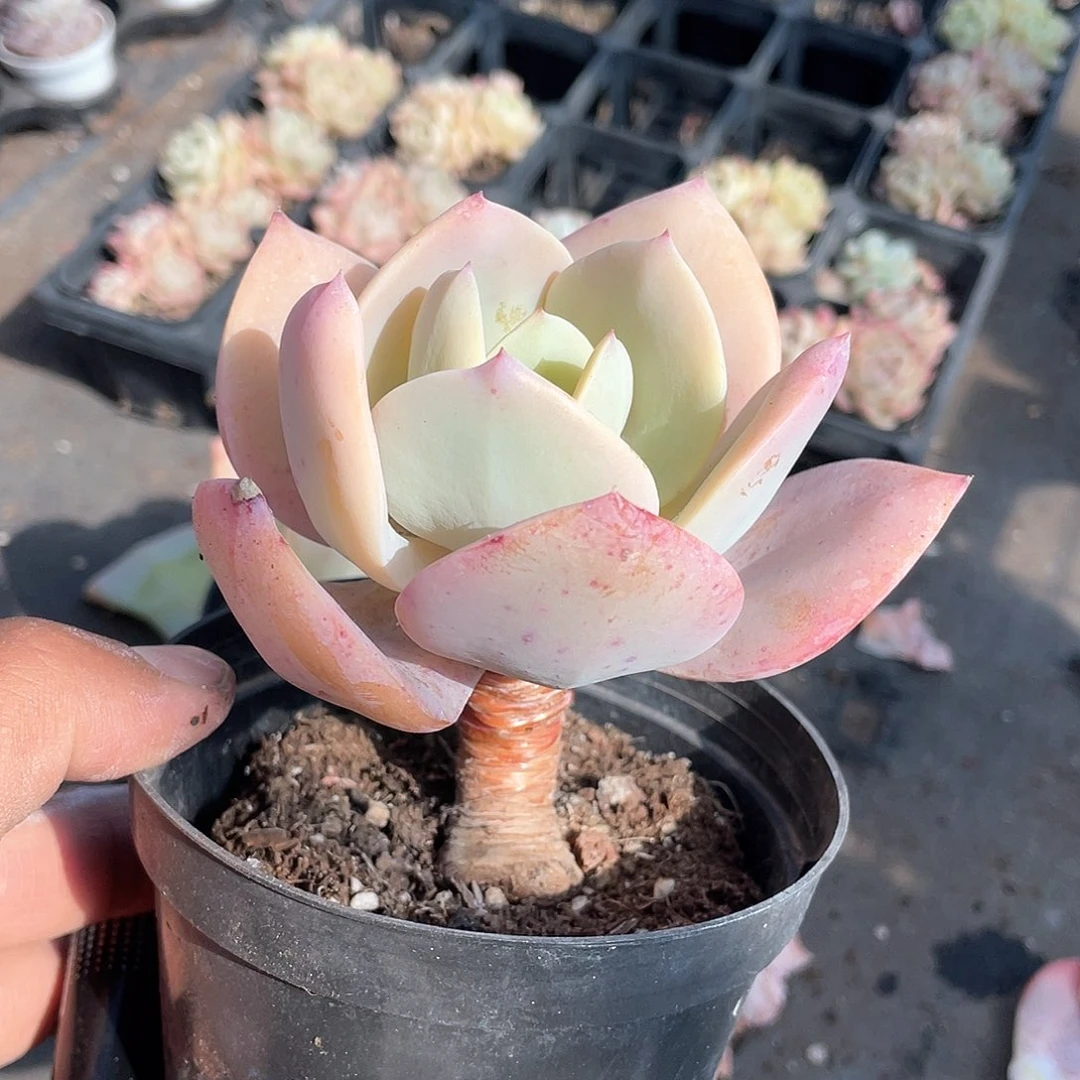 白凤小老桩带盆发货