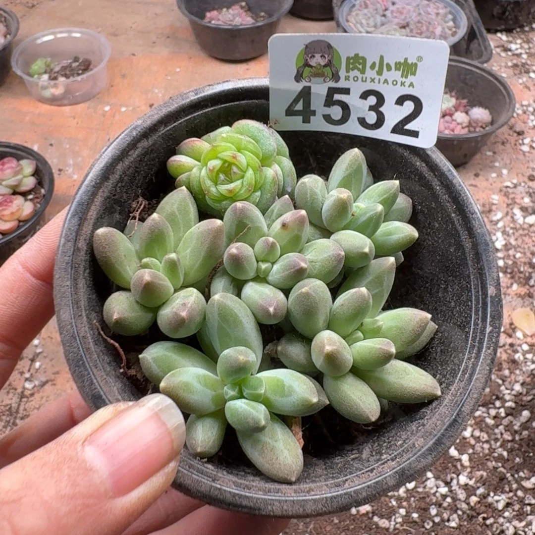 多肉植物多肉植物