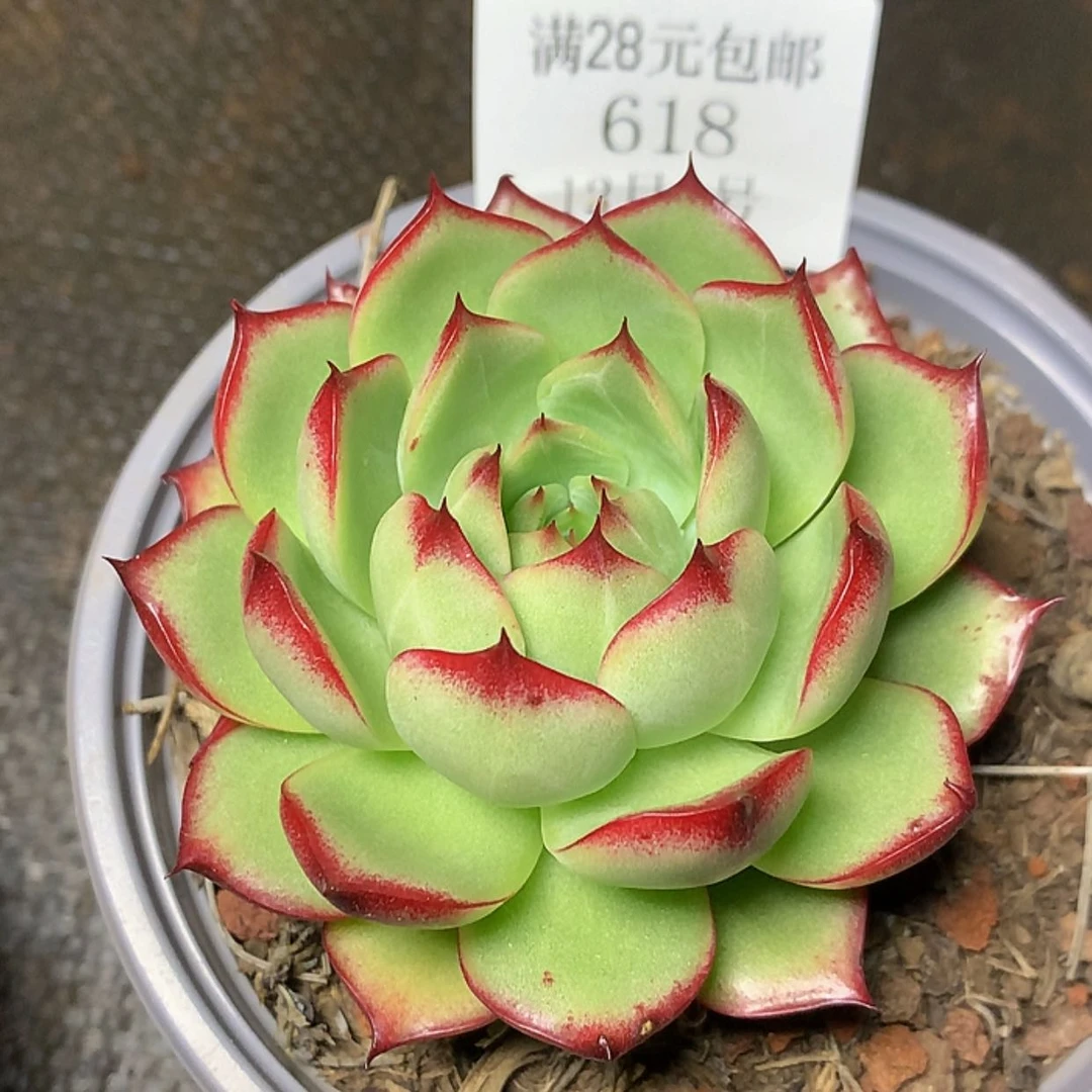 【闪购商品】云618号