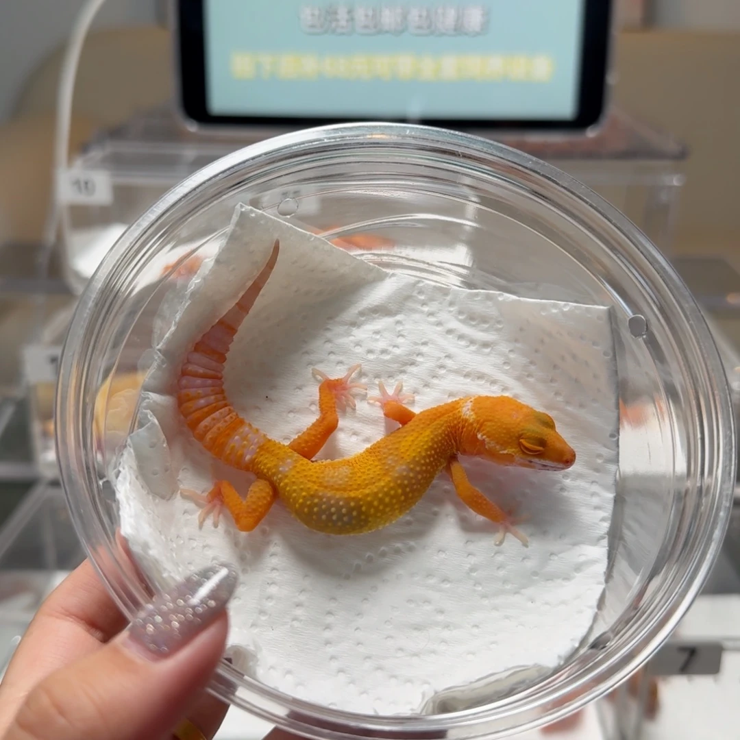 豹纹守宫豹纹守宫贝尓蜜橘