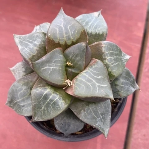 玉露寿单8仙人球