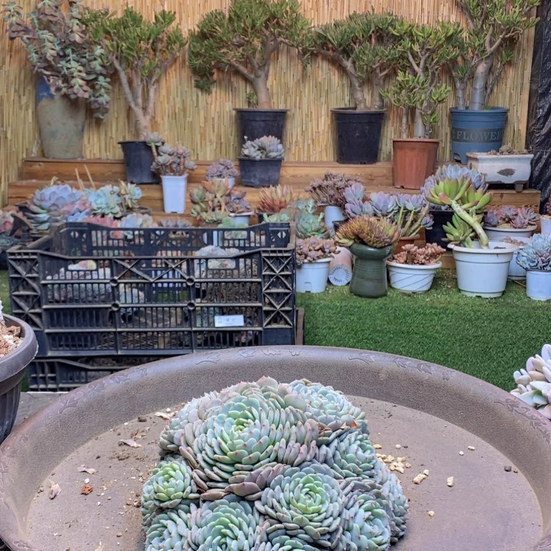 黄***?C195 号白胖子多肉