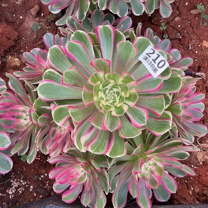 210孔雀翎朵朵发发发