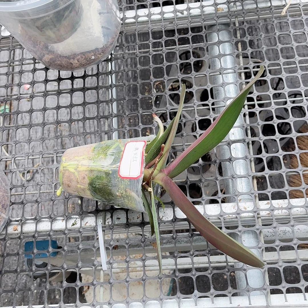逸***云无花朵满天红2颗高品质