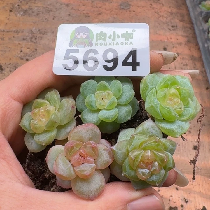 多肉植物多肉植物