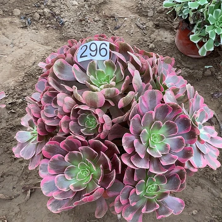 无花朵296男神多肉植物
