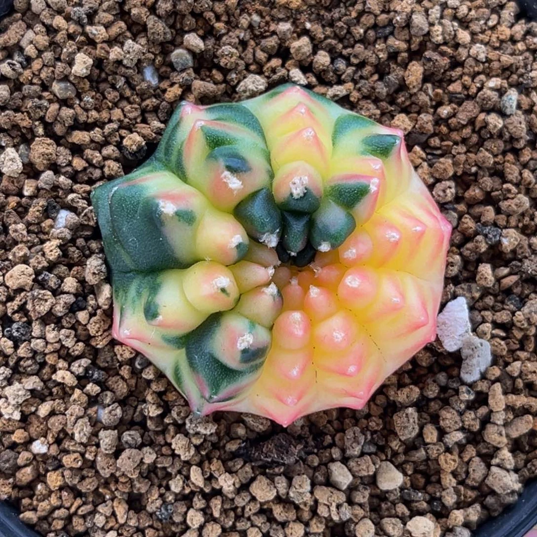 貘锦 米哈仙人球