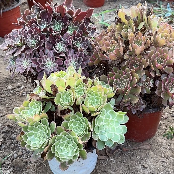 多肉植物法师3颗6