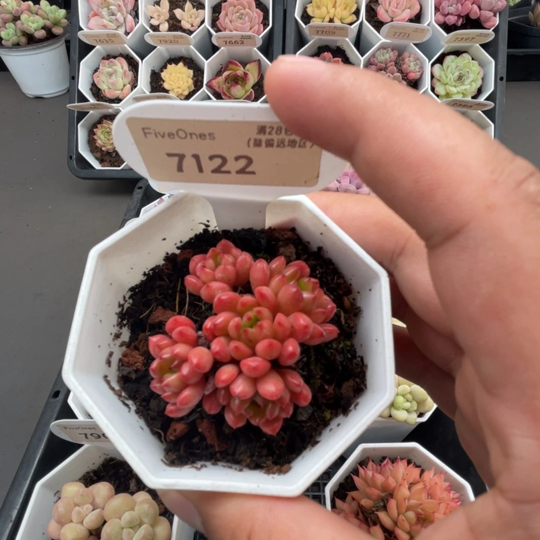 7122红宝石4.0厘米