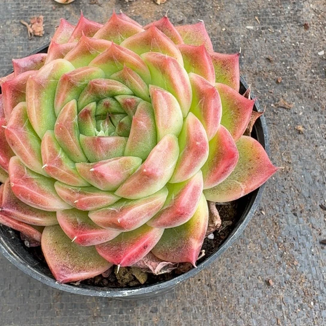 多肉杂交一物一拍19-107