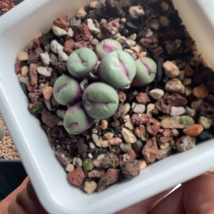 1380b小红嘴植物一物一拍