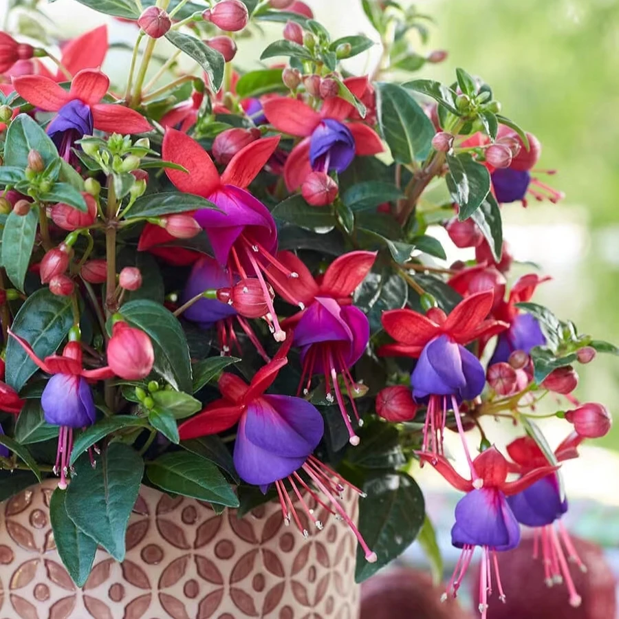 倒挂金钟盆栽大苗室内绿植吊钟海棠灯笼花好养多年生阳台室内植物