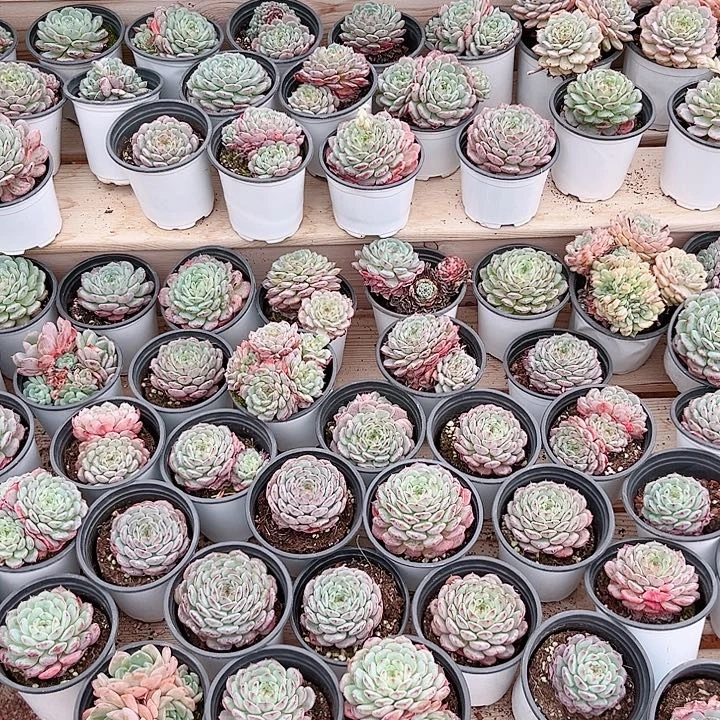 白胖子按照片标准混发
