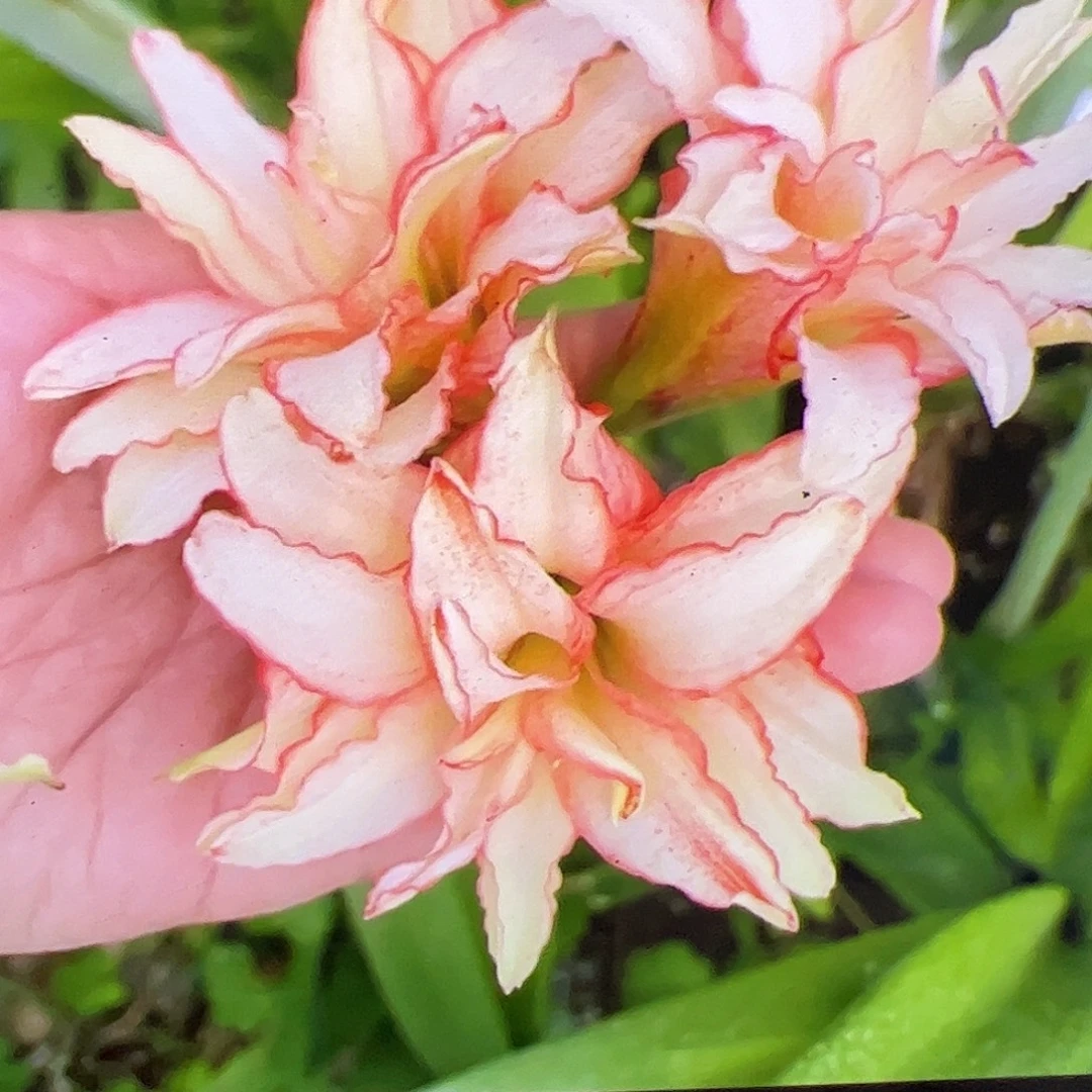 朱顶红姬胧月开花球1号