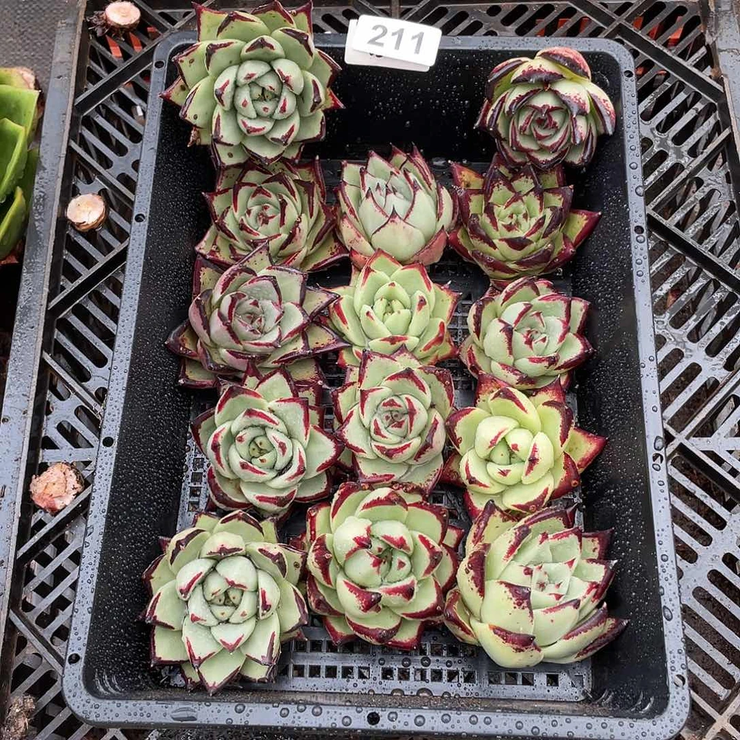 若如东云组拍211