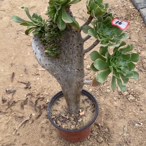 原始绿缀一物一拍