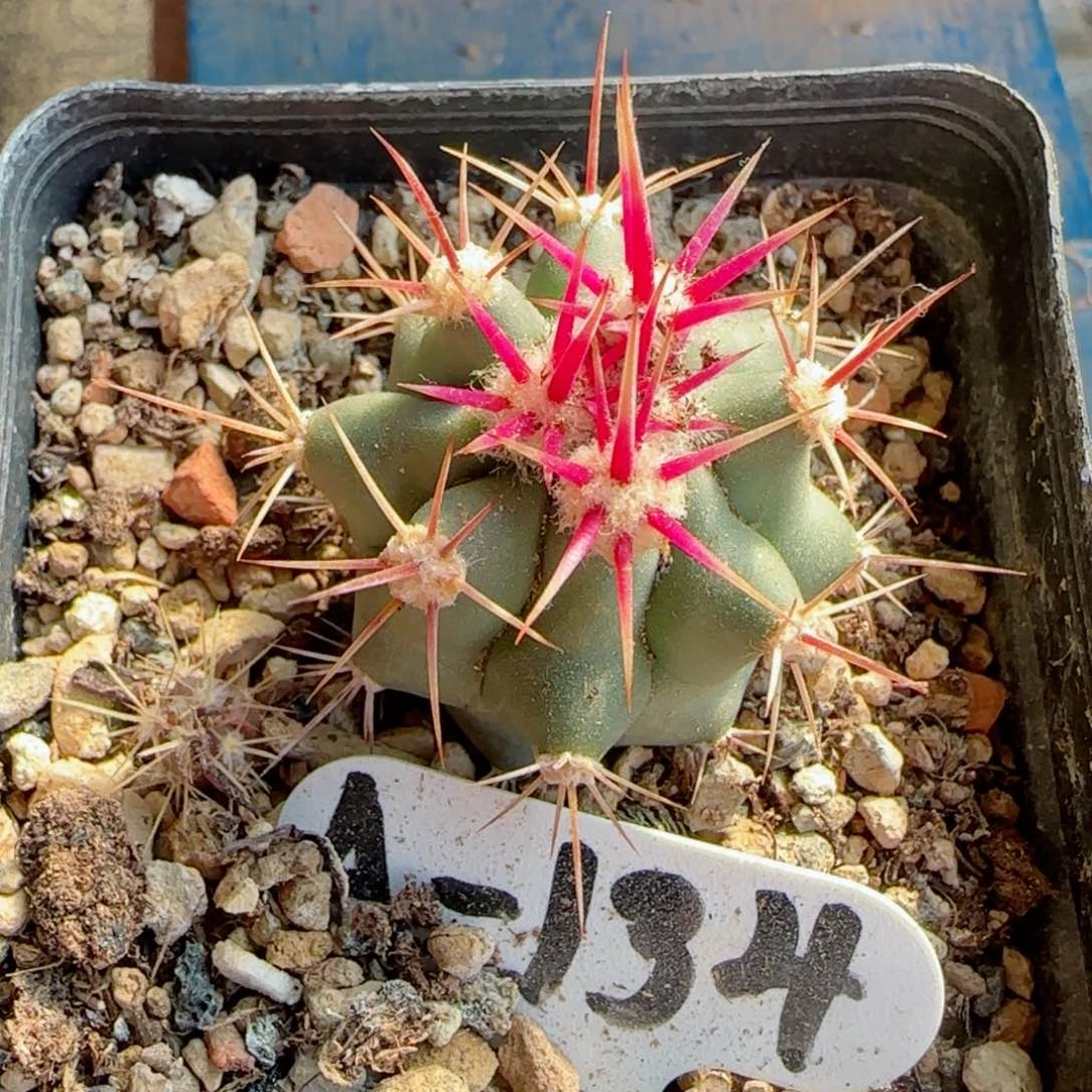 A134实生虎头多肉