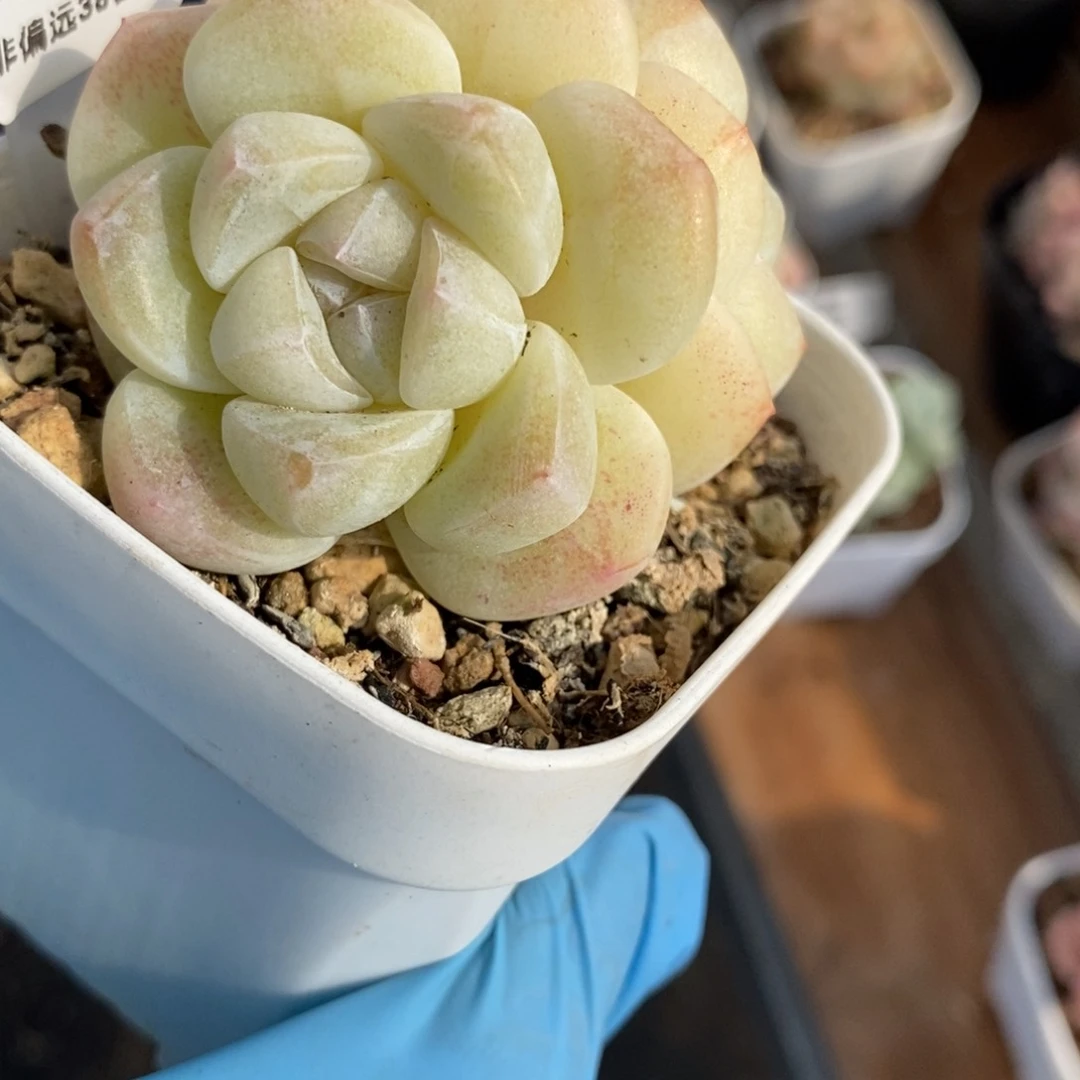 ✨****?169东篱下多肉植物盆栽