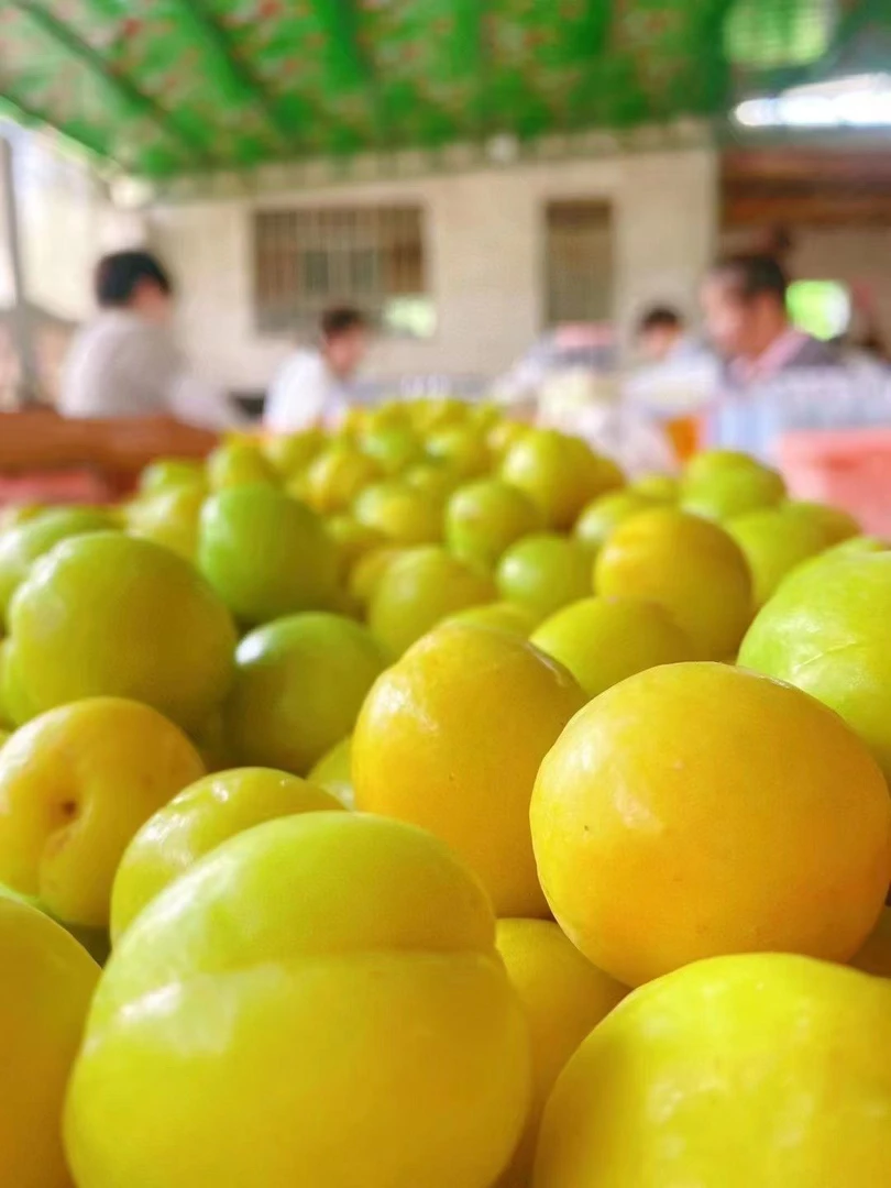 新疆正宗轮台小白杏净重3斤 产地直发包邮