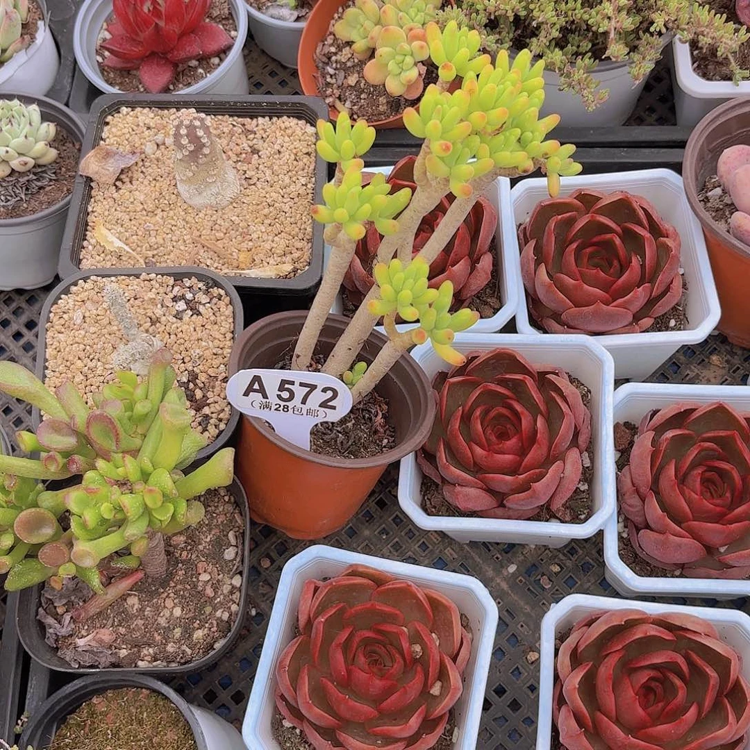 A572八千代一物一码