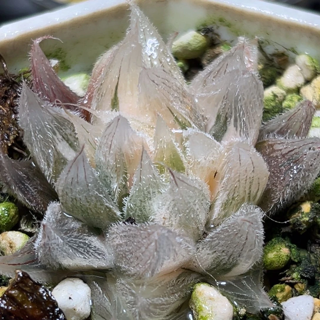 恭喜发财大吉大利0048