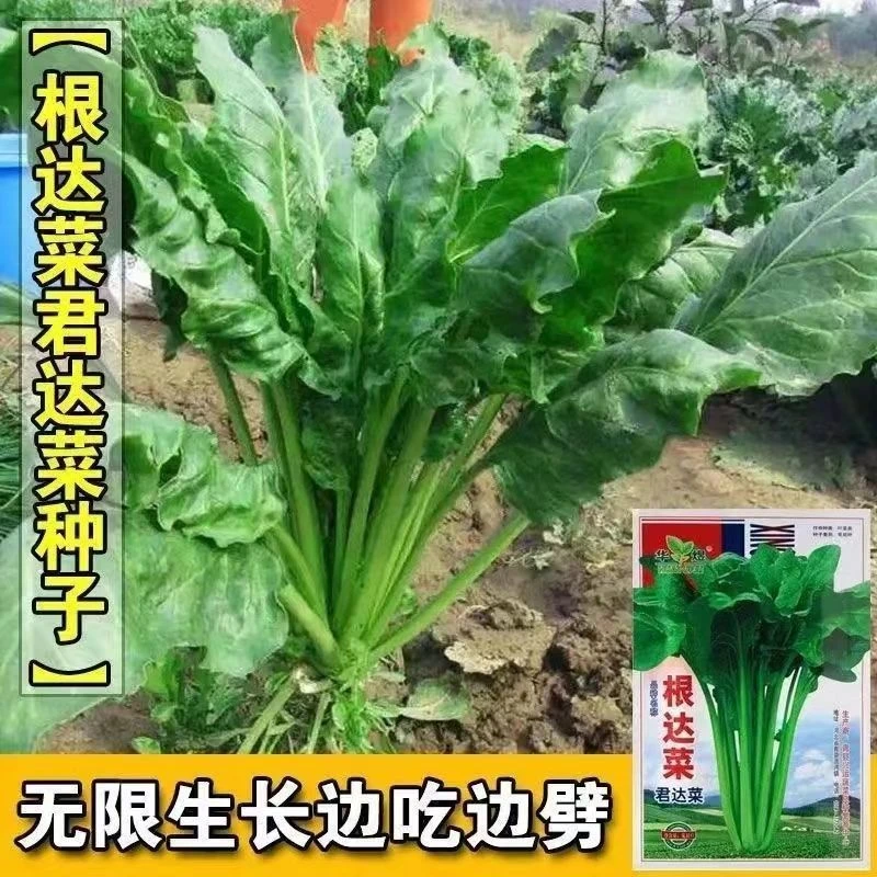 根达菜种子牛皮菜莙荙君达菜种籽易种四季播阳台种菜蔬菜种孑大全