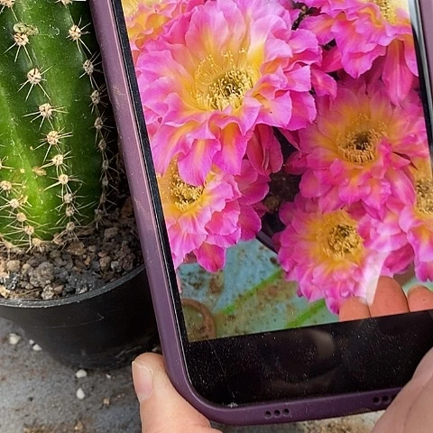 萤火虫仙人球，257890