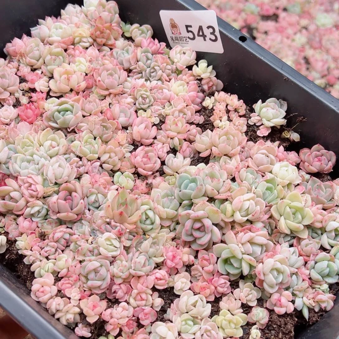 残***时多肉植物多肉植物