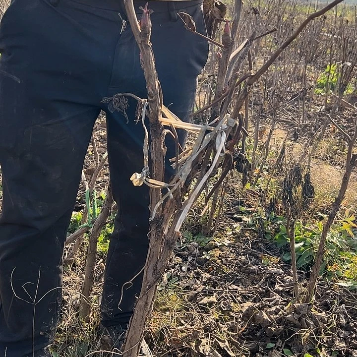 毅***哥完全开放芳纪大颗