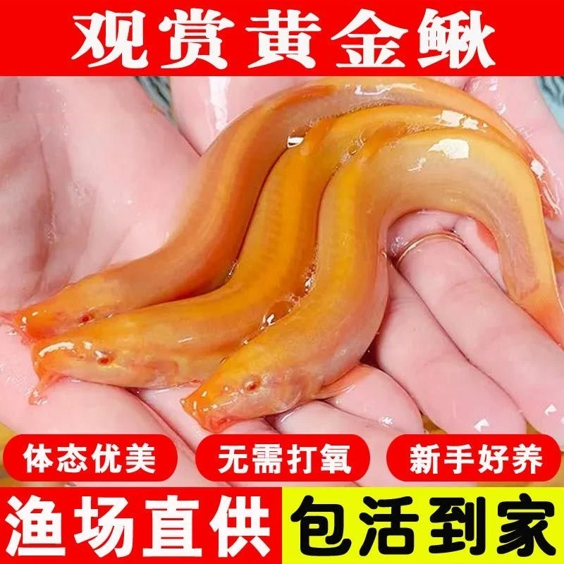 黄金金鱼泥鳅除藻工具鱼淡水鱼冷水鱼好养活招财鱼活体发货
