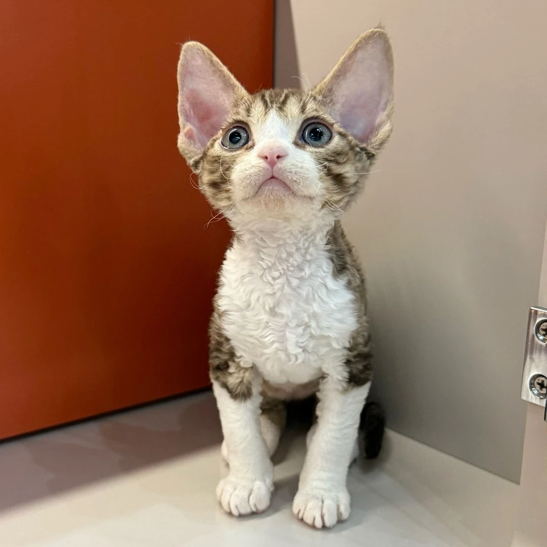 0702肉桂虎斑开脸弟弟-蛋蛋