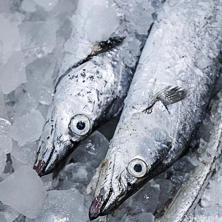 舟山雷达网带鱼小眼睛带鱼无冰衣整条顺丰舟山直发