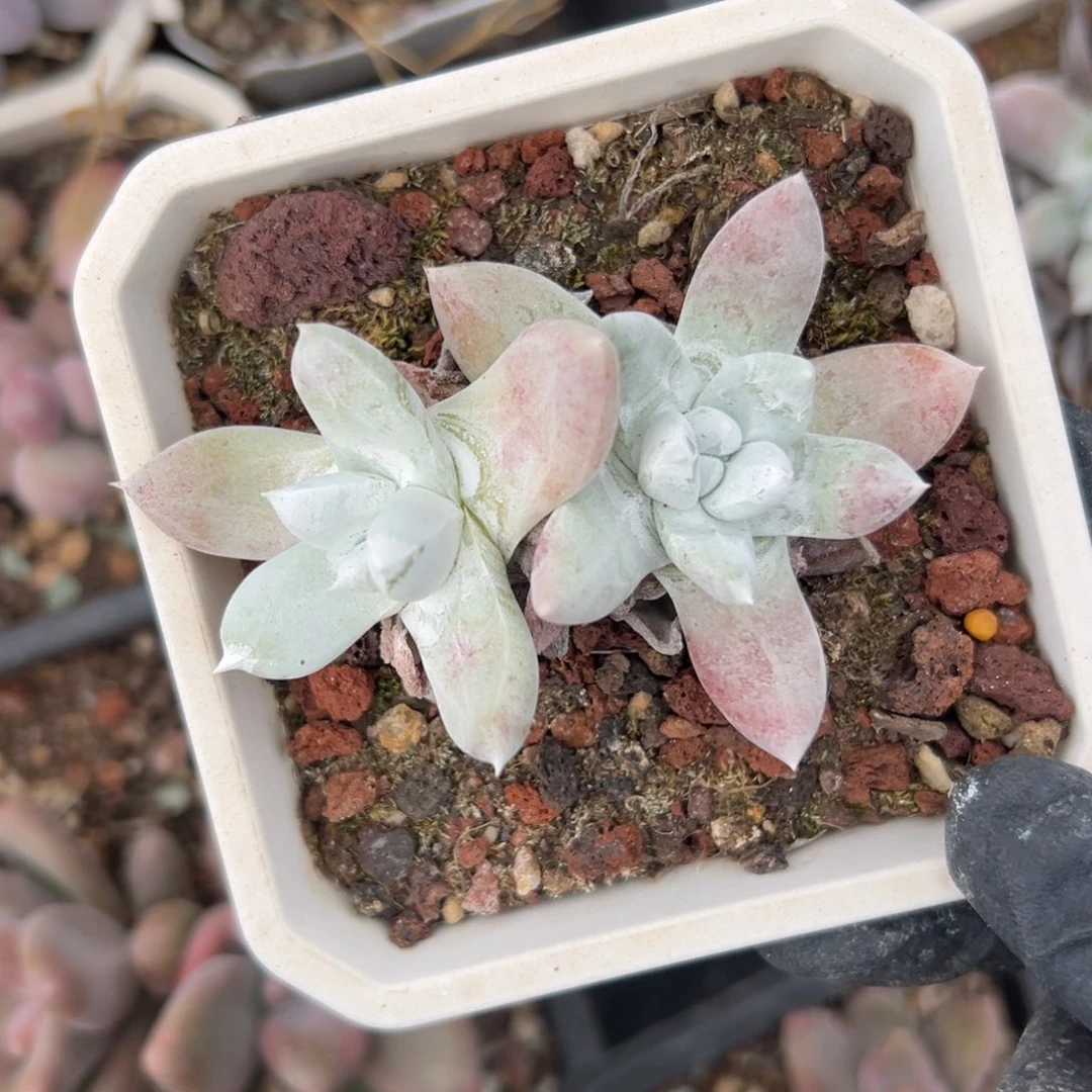 拇指杂～一物一拍1862