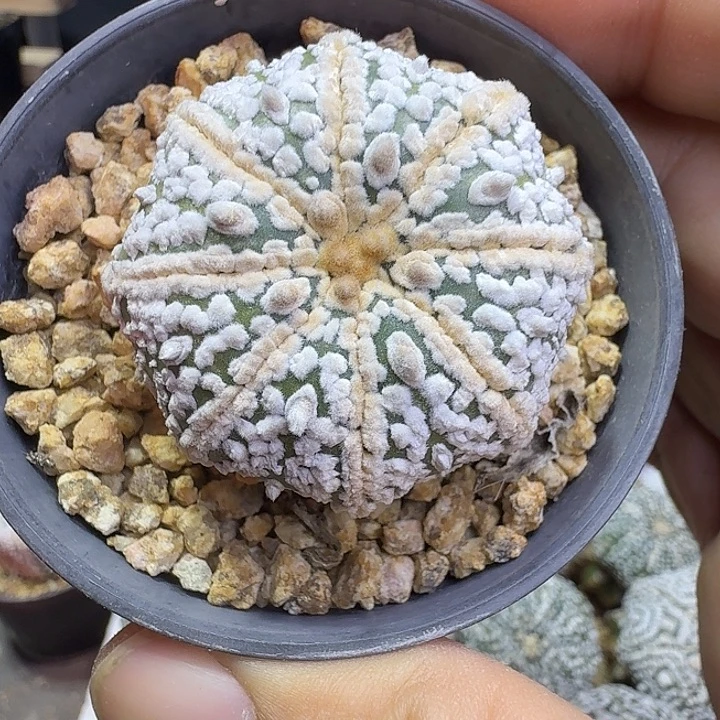 高绒海星多肉植物